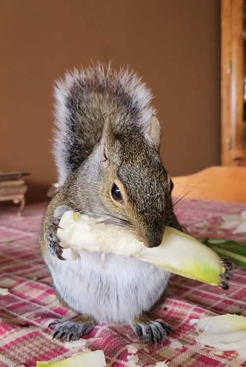 woman accidentally found a baby squirrel under a tree #animals #animalsoftiktok #fyp #Love #animalover #rescue #thank 