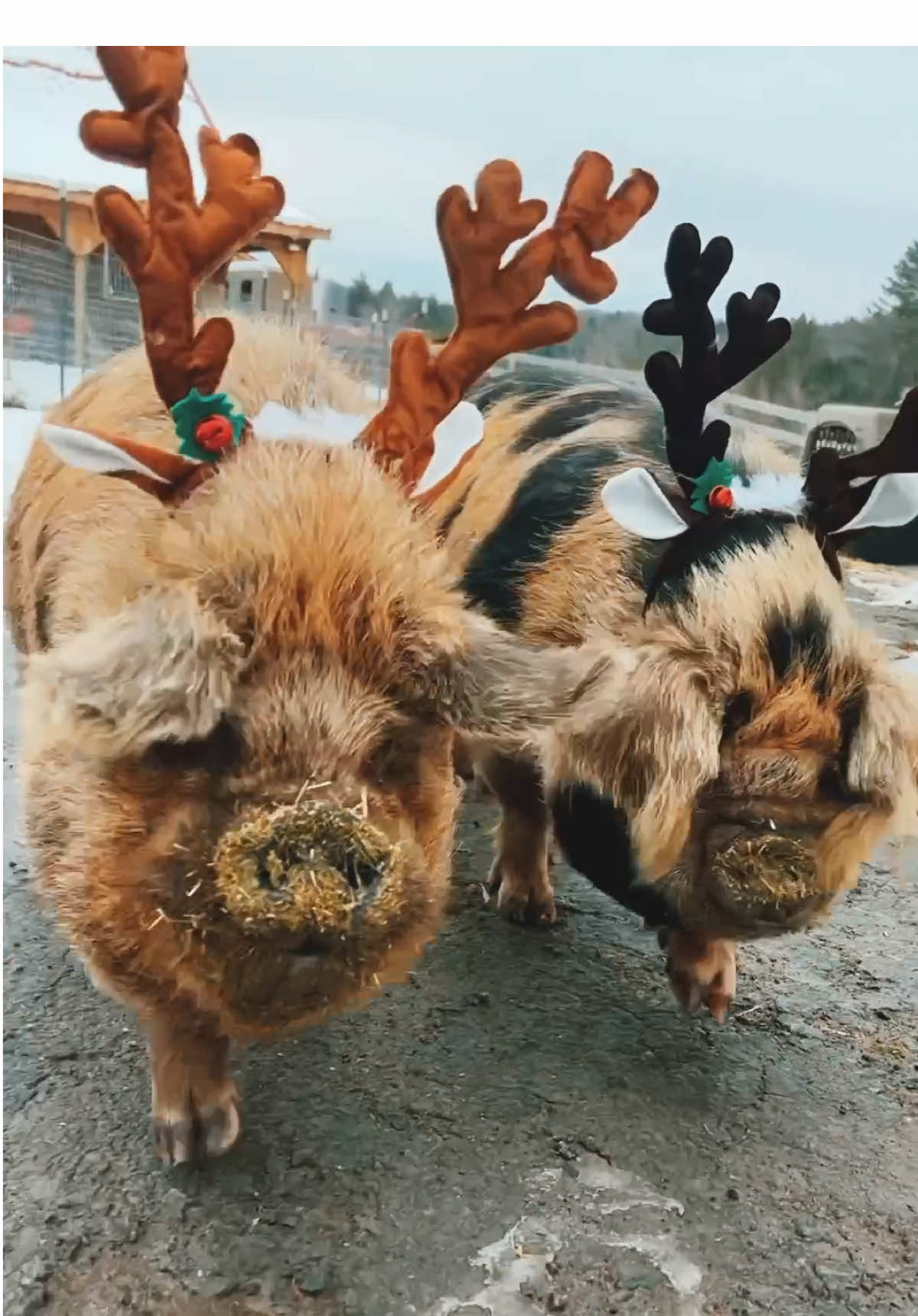Watch out Rudolph & Prancer! Hans & Petey are coming for your job. #arthursacres #kunekune #kunekunepigs #kunekunepigsoftiktok #vegan #veganfortheanimals #animalsoftiktok #animalsanctuary #choosecompassion #reindeergames #rudolph #santa 