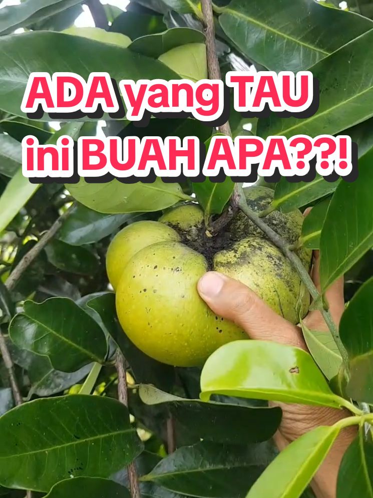 Buang Langka Harga masih Premium, rasanya yummy juicy ennak dan kaya manfaat, BLACK SAPOTR Nama Buahnya #blacksapote #benihblacksapote #buahblacksapote #kesemekhitam #tanamanblacksapote cksapote