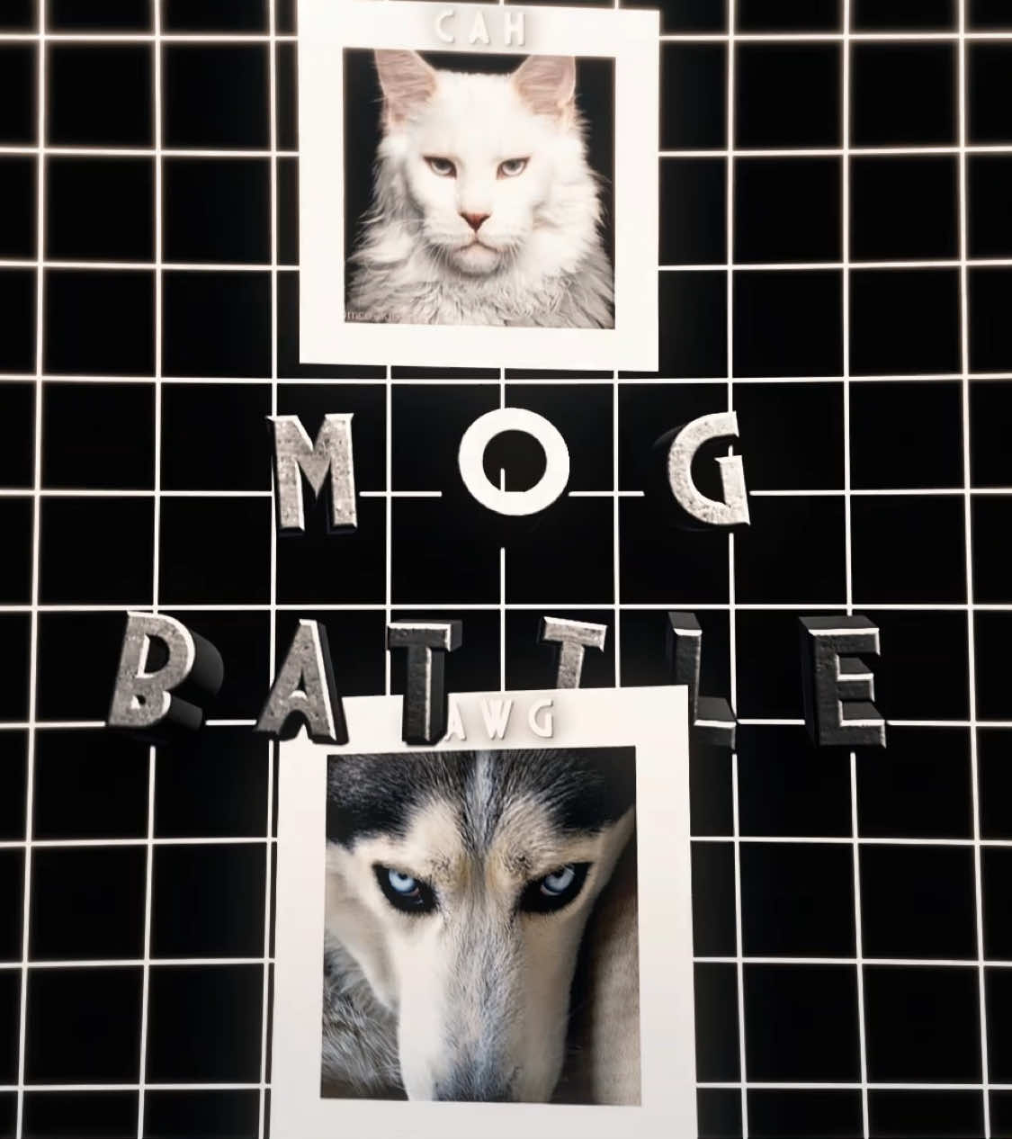 Mog Battle🗿 | Dog/Cat edit #catsoftiktok #catedits #mogger #dogsoftiktok #mewing 