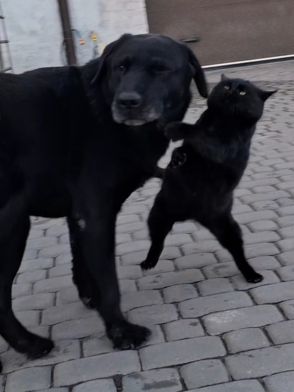 #pets #dog #cat #blackkat #blacklabrador #labrador 