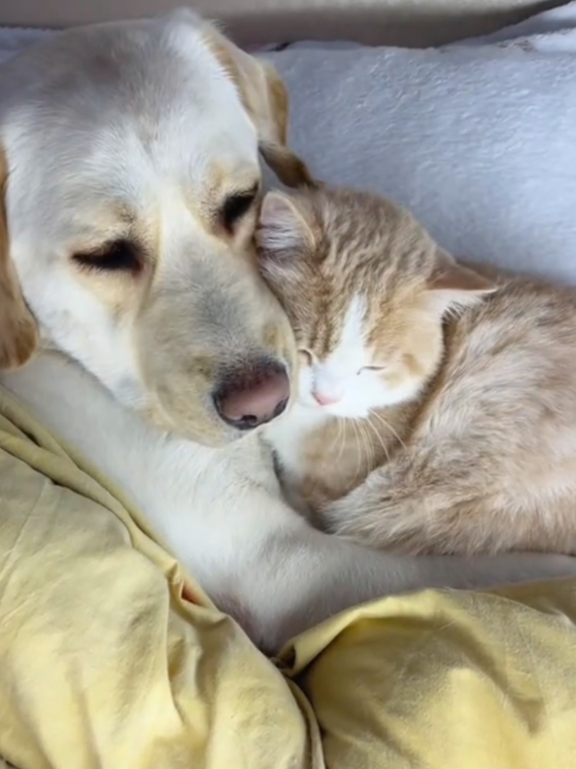 two sweet babies🥺#kitty #adorable #catsoftiktok #cat #kitten #pets 