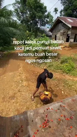 repott bolo🤣#TikTokAwardsID #pemuatsawit #kulisawit #pemuatmuda #pekerjasawitmuda💪💪💪 