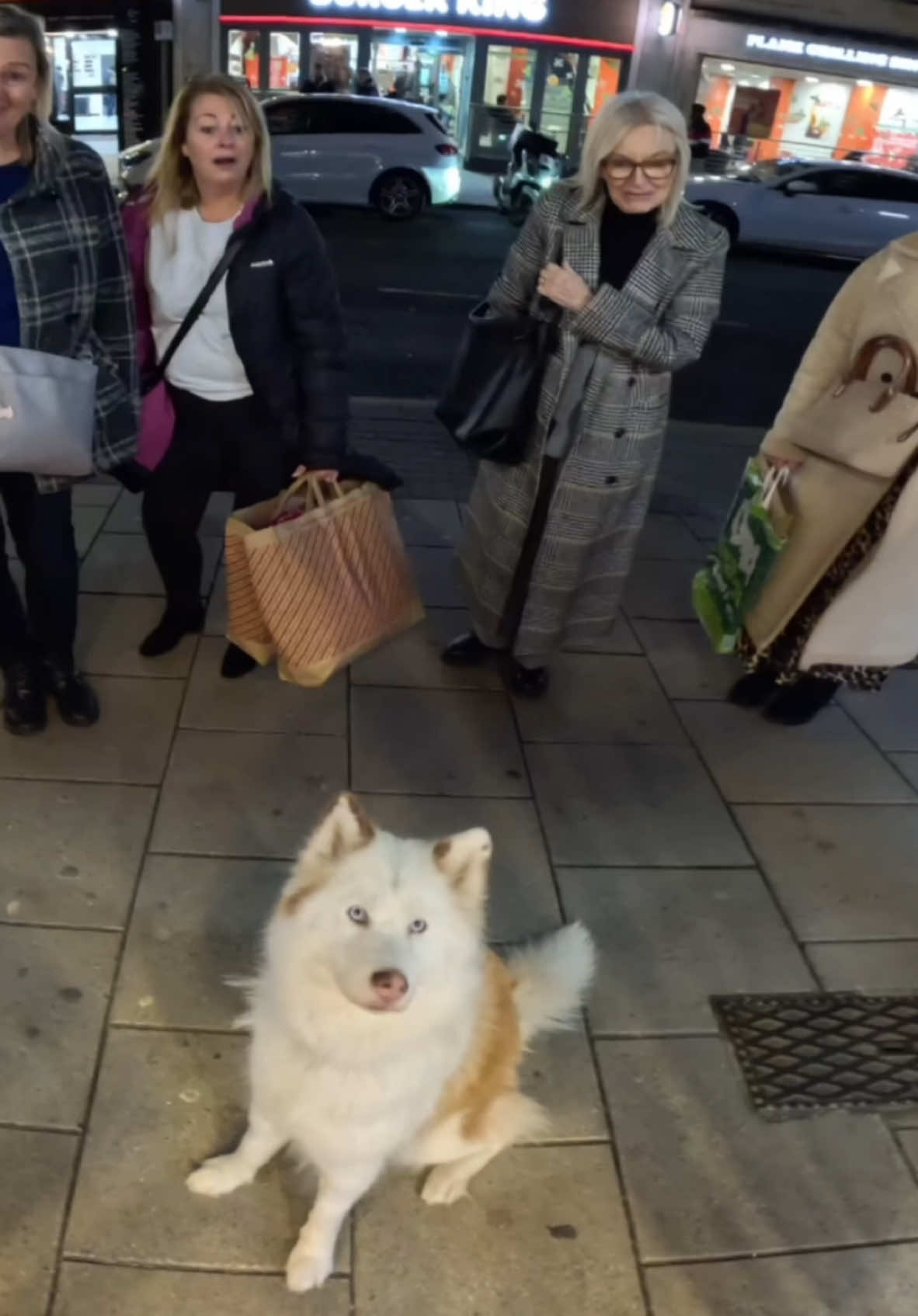 Viola just wants her steak bake!!  #doglover #greggs #fyp #viral #dogoftheday #husky #pet #fypp 