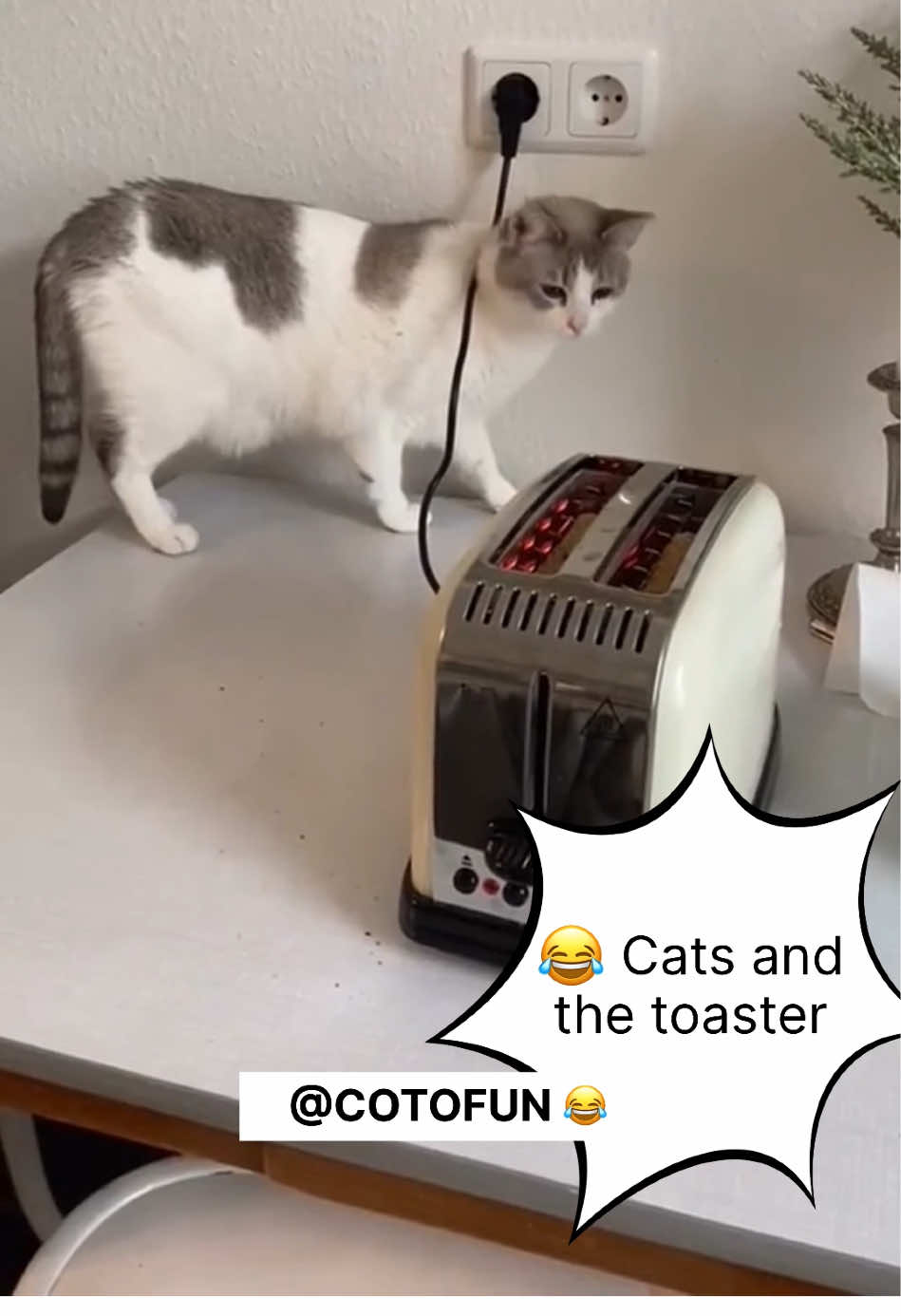 Funny cats 😂 #creatorsearchinsights #funnycat #funnyvideo #gatosgraciosos #gatoschistosos #badcat #catfun 