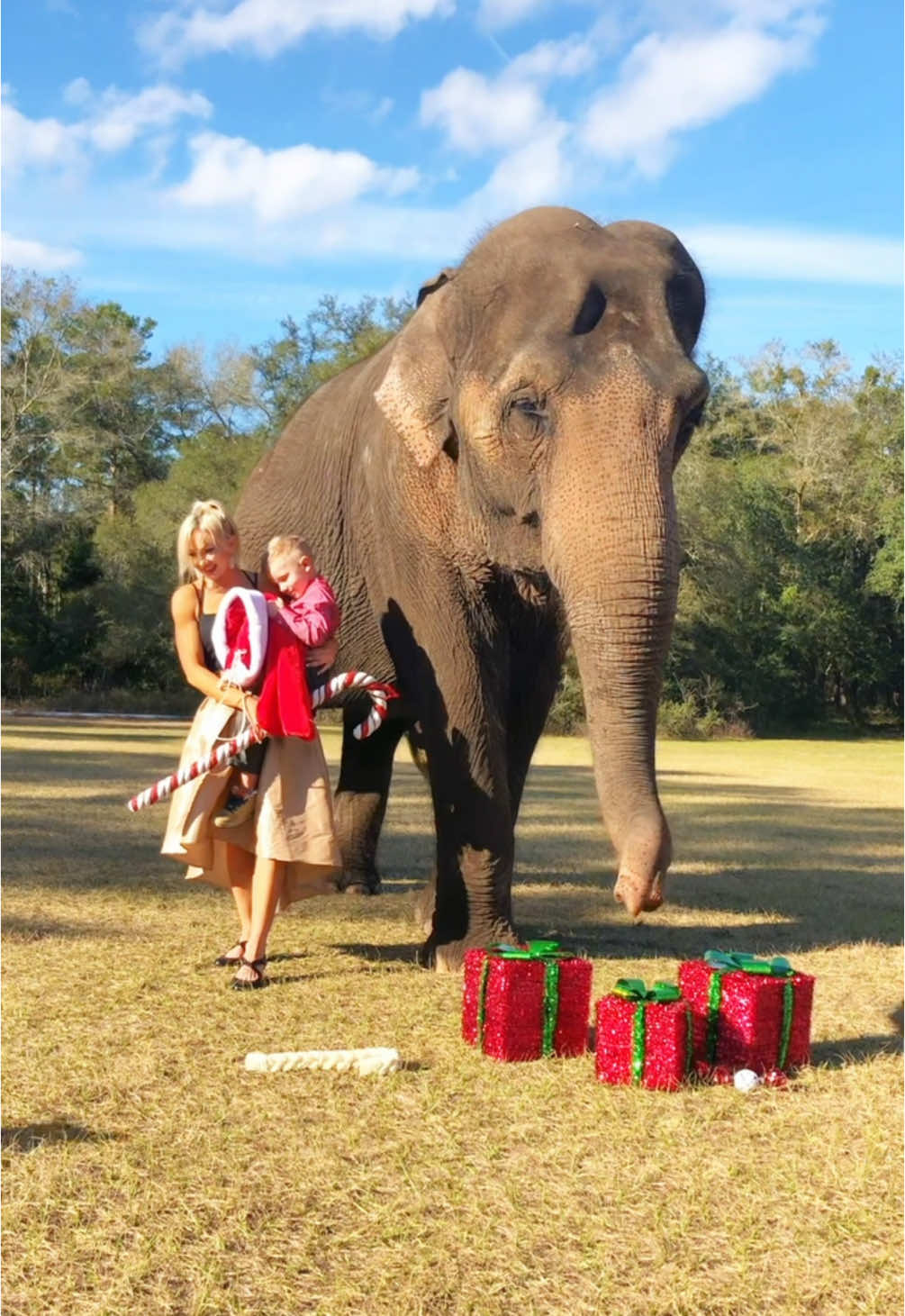 Christmas 7 years ago! Look how little my son was! #Animal #AnimalLover #AnimalsOfTikTok #elephantgirl #FreeContactCare #TikTok #InterspeciesFamily #MyBestFriendIsAnElephant #AnimalChristmas #Elephant #animalwelfare #Elephant #ElephantsOfTikTok #multispeciesherd 