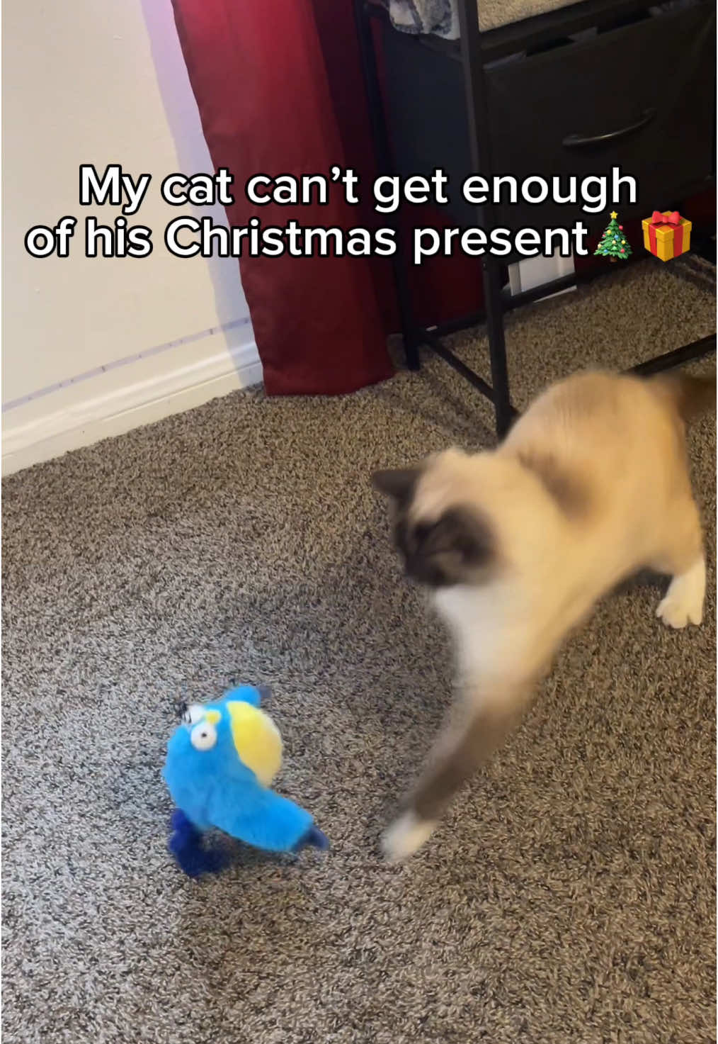 Shes inlove with her christmas gift😍#catsoftiktok #catlovers #cattoy #cattoys #cat #christmas 