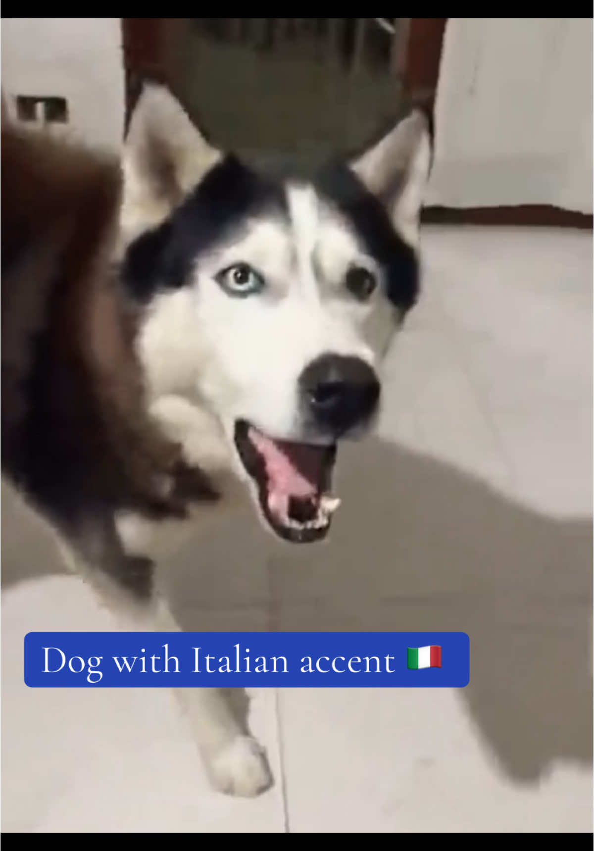 Dogs CAN talk .: 🥹 #dogsoftiktok 