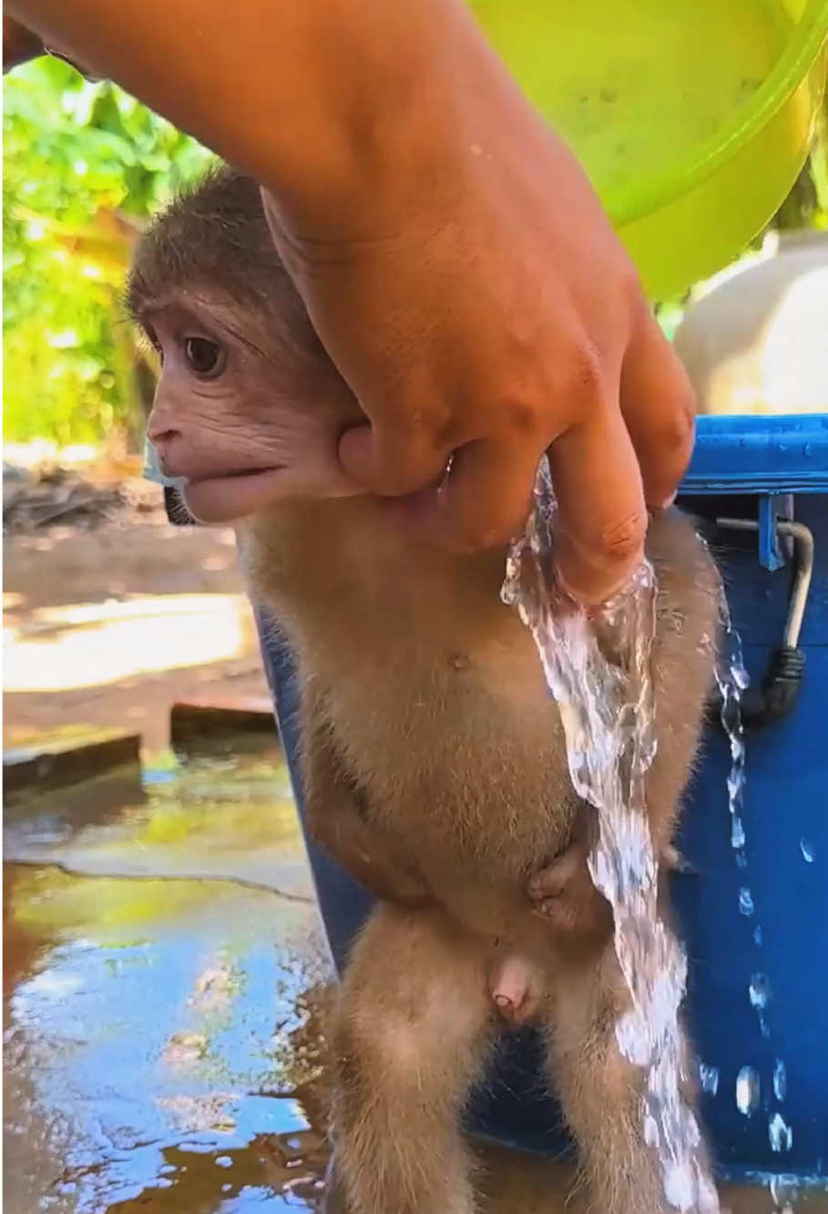 The funny baby monkey #monkey #monkeys #monkeysoftiktok #monkeydluffy #monkeybaby #animal #pet #paris #monkeytiktok #monkeyface #cutemonkey #wildlife #fyp #wildanimals #animals #nature 