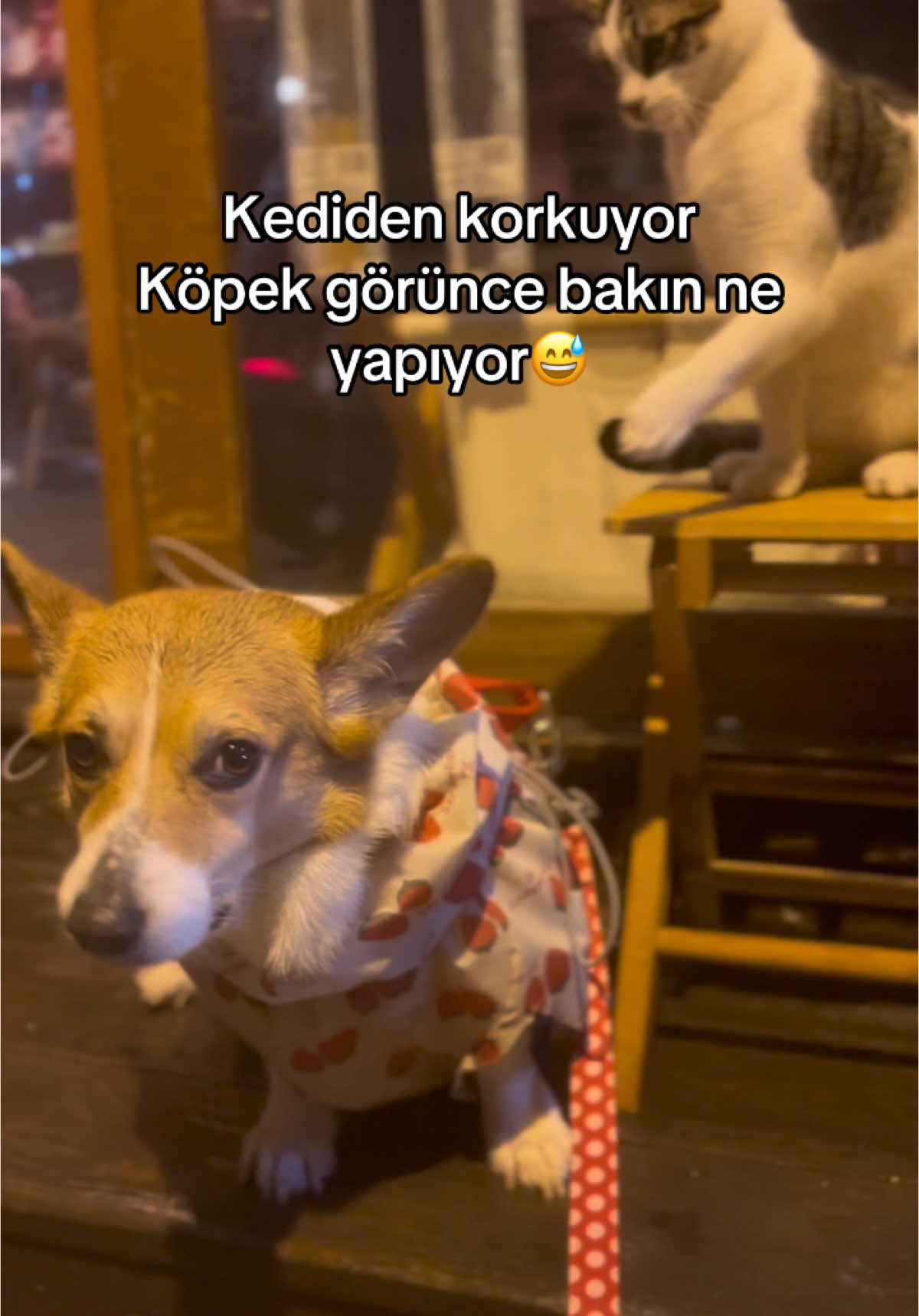 Bu işte bir terslik var😅 #cheddar #sosisköpek #köpek #kedi #kuyrukvepati  #dogsoftiktok #corgi #corgination #corgilife #corgilovers #puppylove #doglovers #corgilove #dogoftheday #PetsOfTikTok #fluffycorgi #pets #cutecorgi #furryfriends #animallovers #cuteanimals #bestwoof #kesfet #fyp #foruyou 