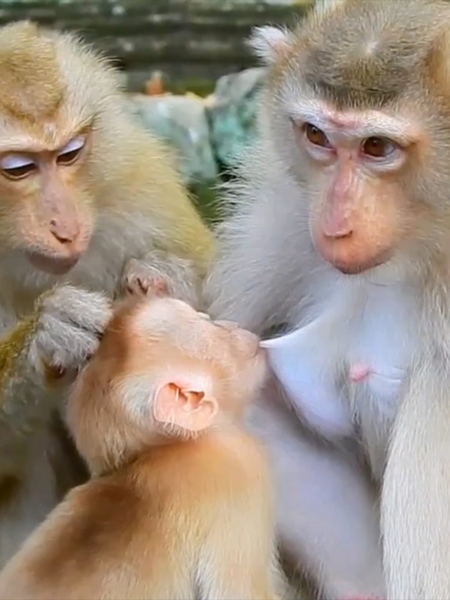 Lucky baby Mom and auntie grooming full  #fuunymonkey #cuteanimals #babymonkey #funnyvideo #funny 