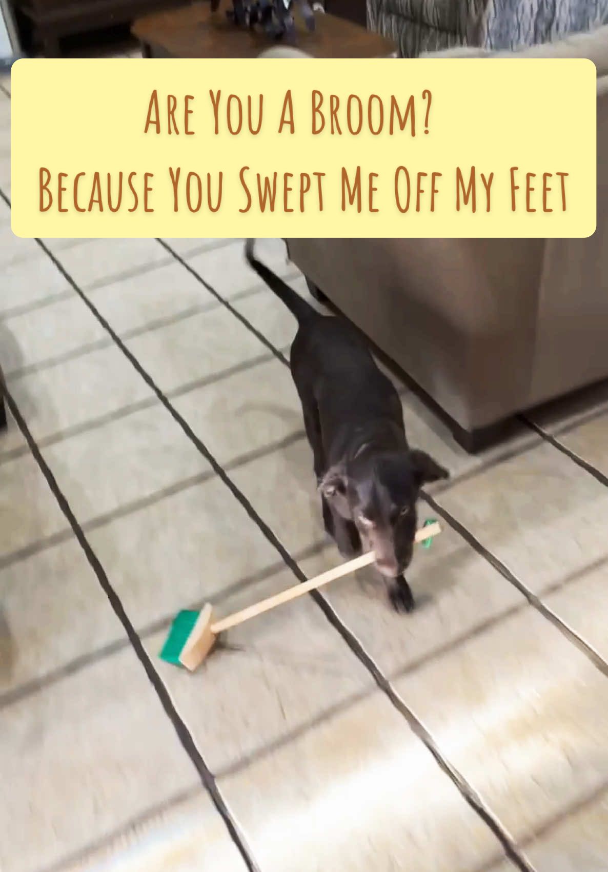 Tired of shedding dogs? Teach em how to clean #CleanTok #foryou 