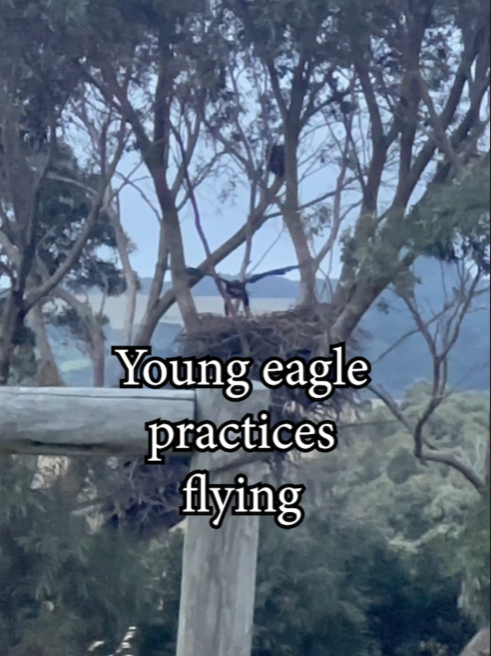 We have a resident pair of wedge tail eagles at work. When checking the property, I always stop to see them and happened upon their young one using the wind to practice flying. He stopped not long after the video and got down low in the nest to get out of the weather. via Erin Nanscawen