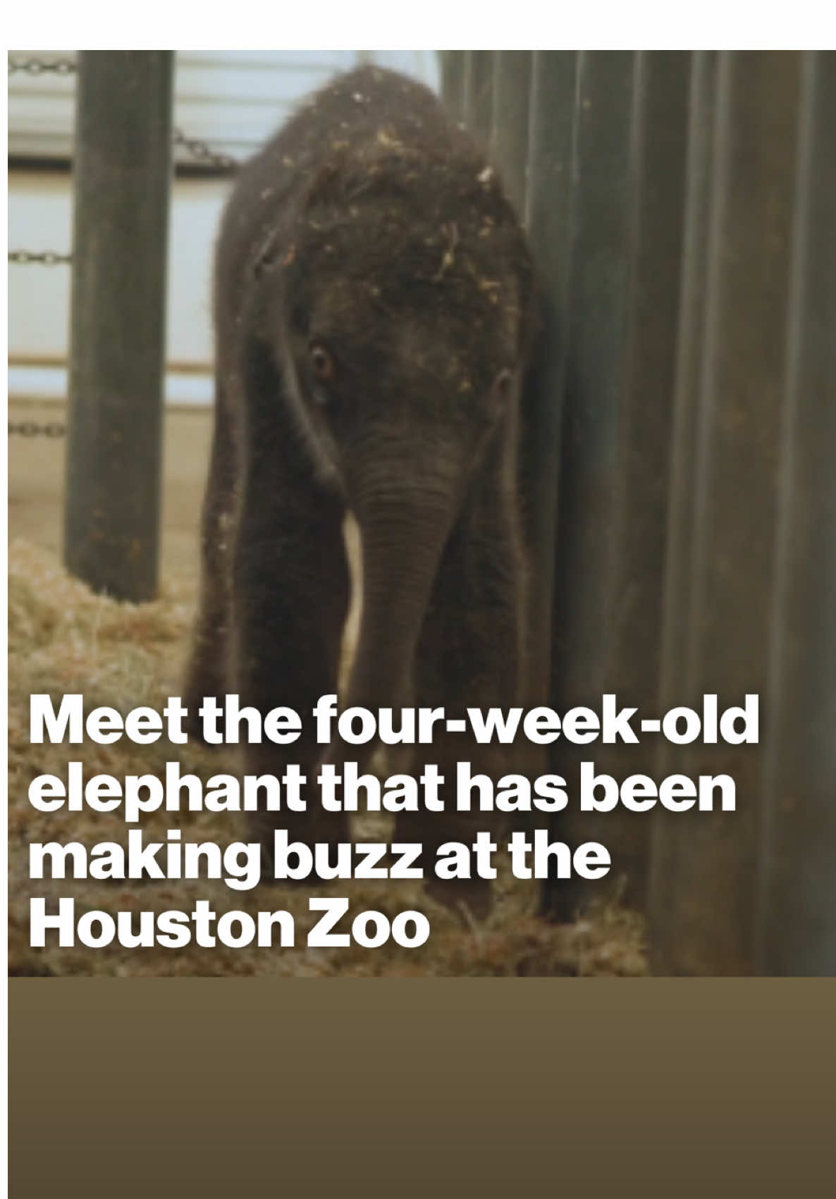 Meet Kirby, the four-week-old baby elephant at the Houston Zoo that is spreading the holiday spirit. Zoo officials say Kirby is spending time bonding with her mom and the rest of the herd.