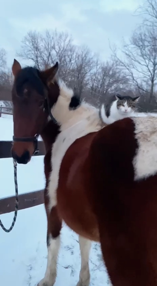 марусечка очень общительная и смелая леди ❤️ #horseriding #equestrian #naturalhorsemanship #лошади #horse 