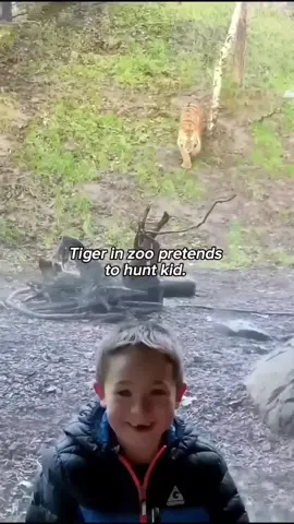 Animals are fascinating 🤯💚#animalsoftiktok #animals #animales #bigcats #wholesome 