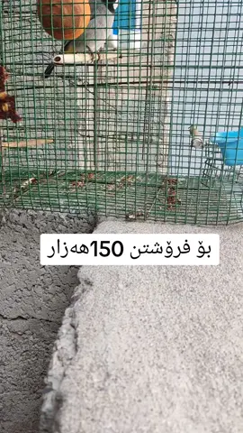 #خۆشناو #دهوك #کرکوک #سلێمانی #هەولێر #tiktok 