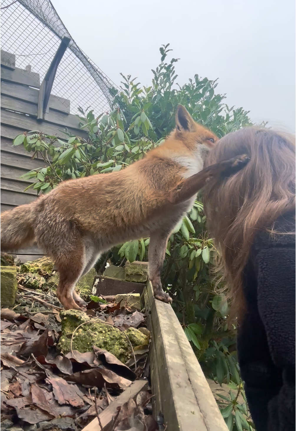 I love you more than everything❤️ #kikithefox #kikifoxfamily #nopets