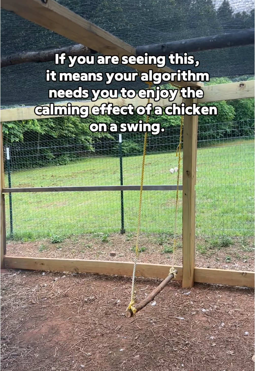 Was the algorithm right or wrong? #petchickens #hobbyfarm #cabininthewoods 