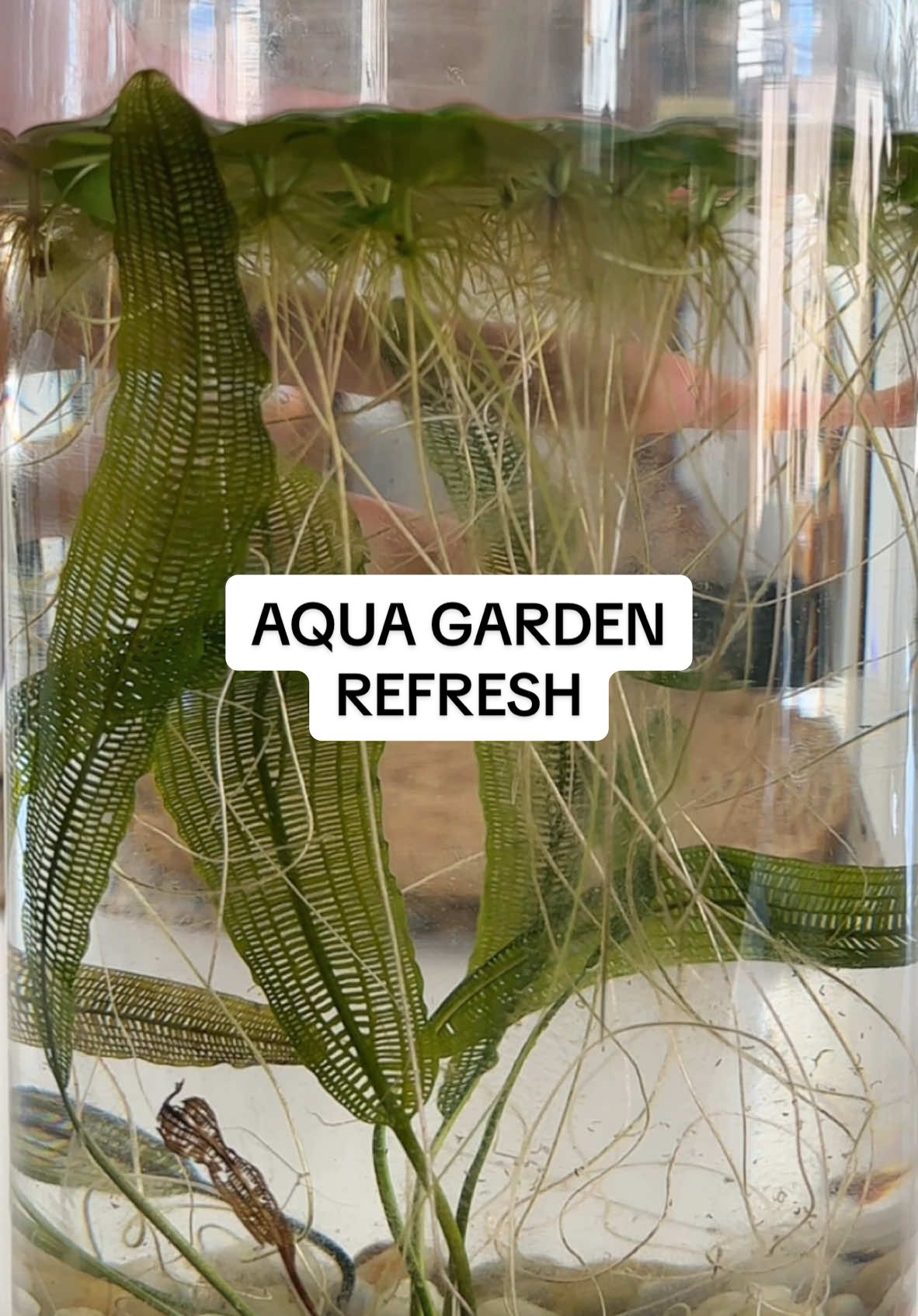 Aqua garden refresh 🌱 #aquaticplants #aquagarden #aquaplants #plants #watergarden #plants 