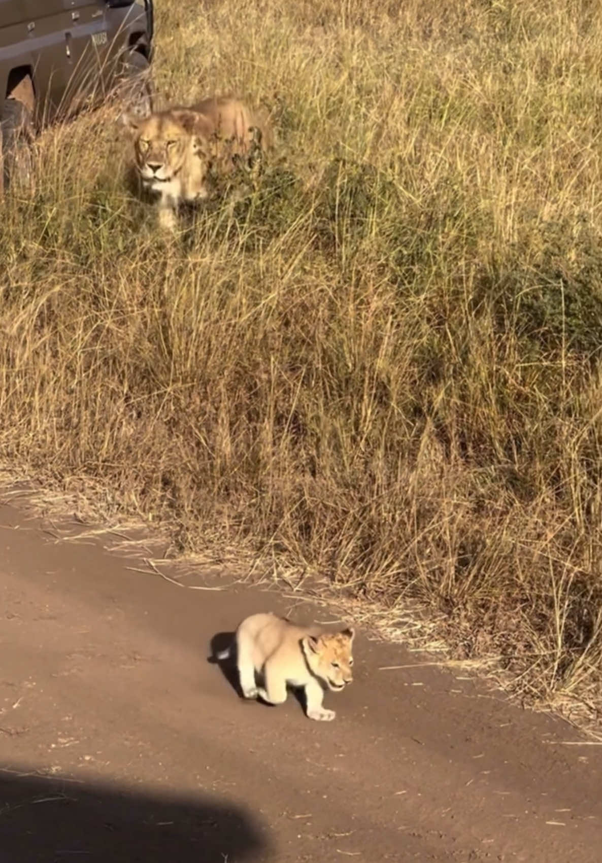 Wonderful #trendingreels #viral #wildlife #trendingvideos #southaftica @Jackson Tz 🇹🇿