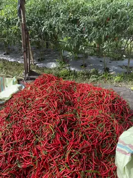 Pesona 20k #fypage #petaniindonesia🇮🇩🇮🇩🇮🇩🌿🌿 #cabemerahkeriting #petanimuda #akupetani #lombokgayo 