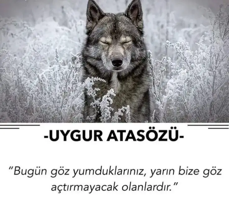 🐺 #turk #bozkurt #uygur 