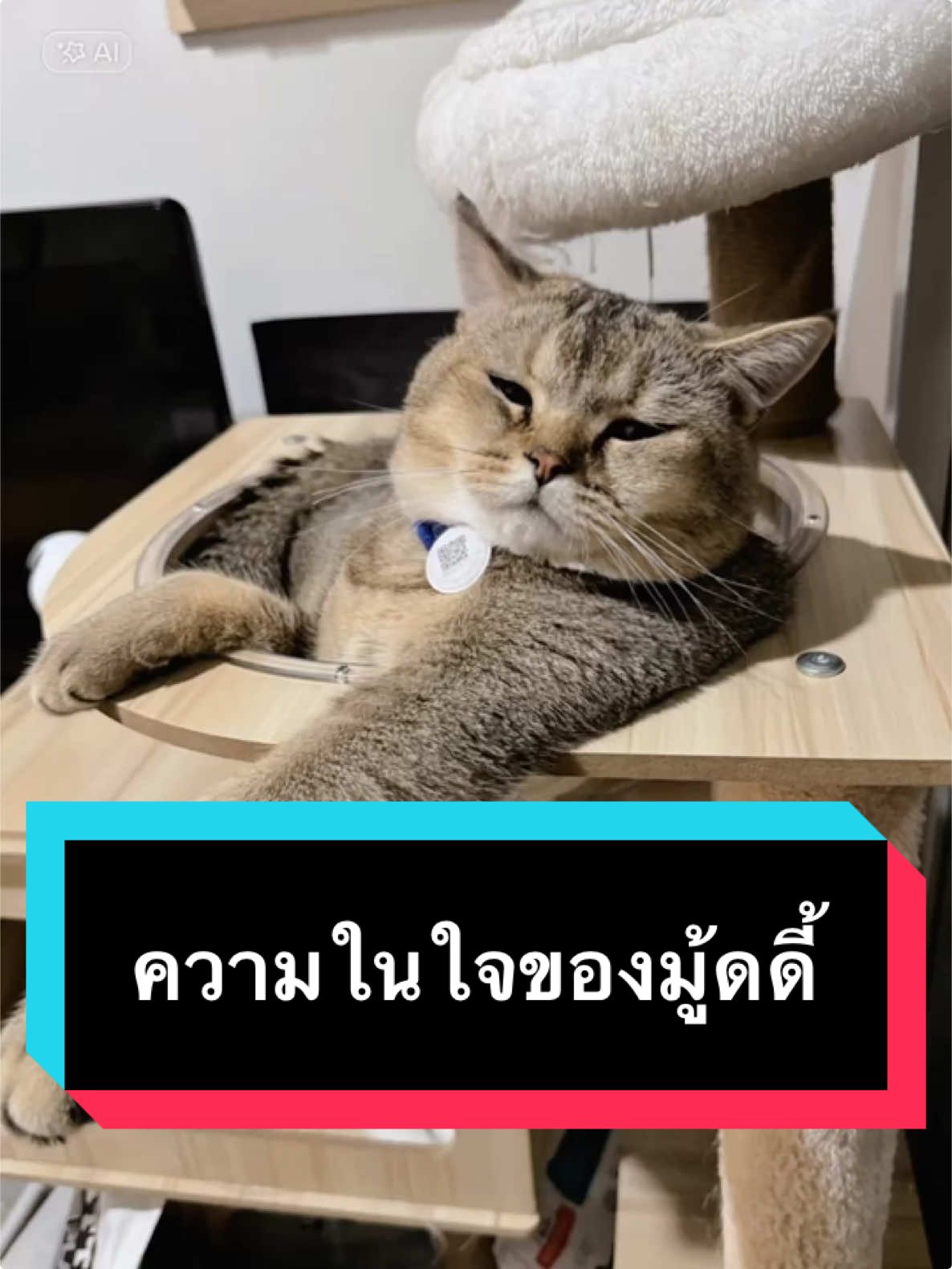 ถ้าจะพูดขนาดนี้ละก็… #มู้ดดี้แมวแสบ #แมว #แมวน่ารัก #สวนสัตว์tiktok #cat #catsoftiktok 