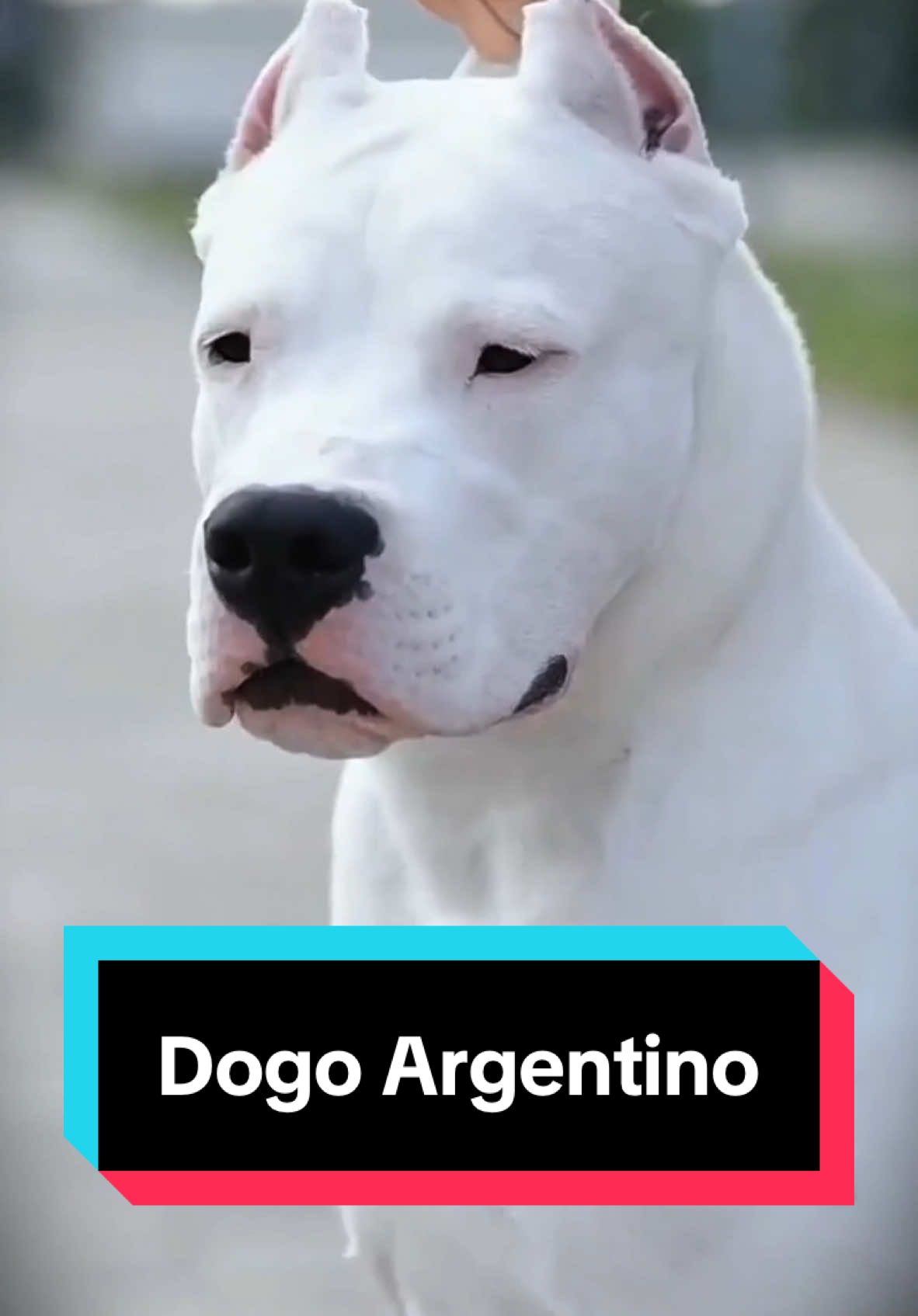 Discover Dogo Argentino 🐶 a very cute pet dog breed 😍