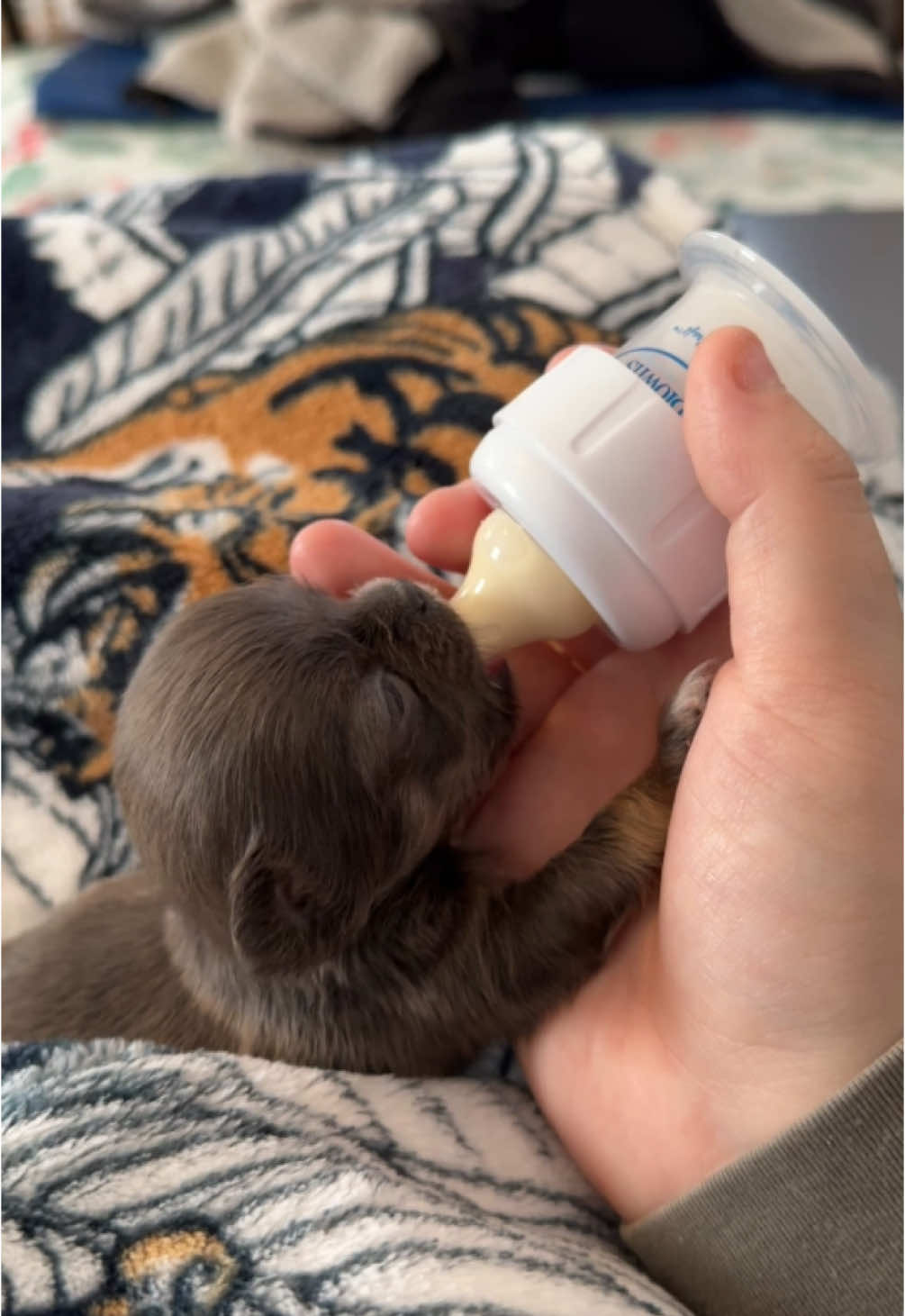 I had some questions about what I was using for Gravy, so thought I’d share! #chihuahua #dogtok #tubefeeding #bottlefeeding #bottlebaby #puppyraising #gravy #breeder #walleyfarmschihuahuas 