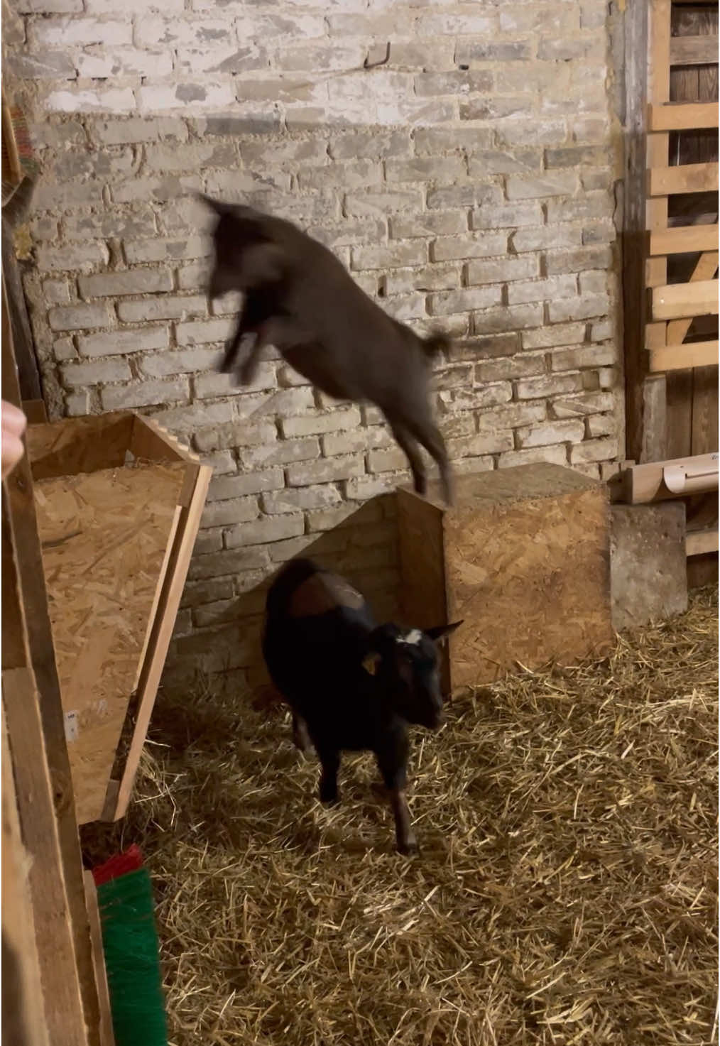 On a beau tout essayer je crois qu’elle restera toujours plus intelligente que nous !! 🥷😤😮‍💨🤦🏻‍♀️  #chevre#goat#goatsoftiktok#nature#ferme#animals#chevrenaine#cabra#goatlove#cute#france#biquette#chevrerie#elevage#animauxdecompagnie#bouc#chevreaux#ziege#chevreminiature 