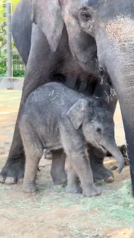The weekend is calling. It’s time for a Kirby visit. #kirby #kirbykrew #babyelephant #elephants 