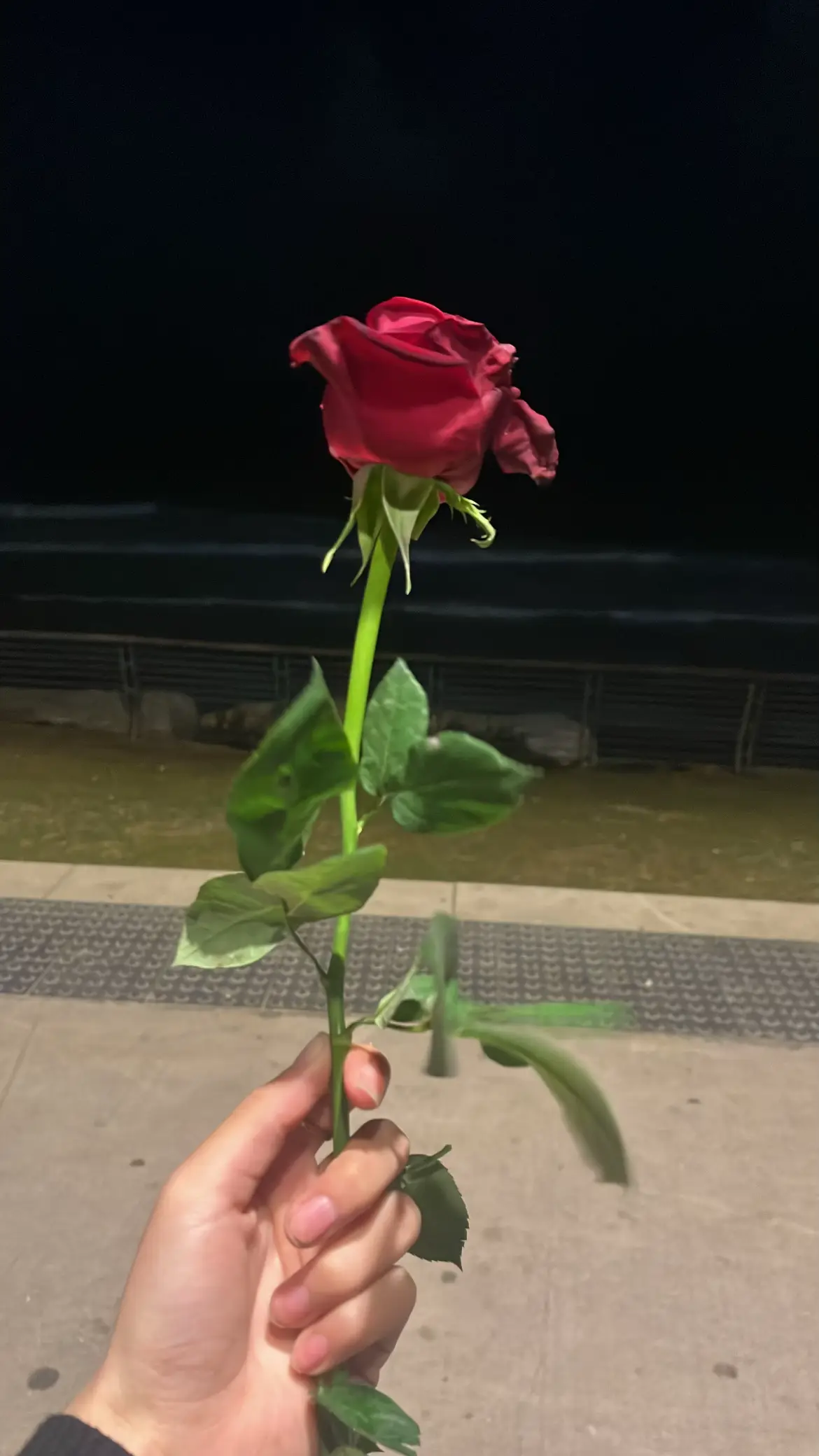 #יפו_תל_אביב #🌹 #🥹❤️ 