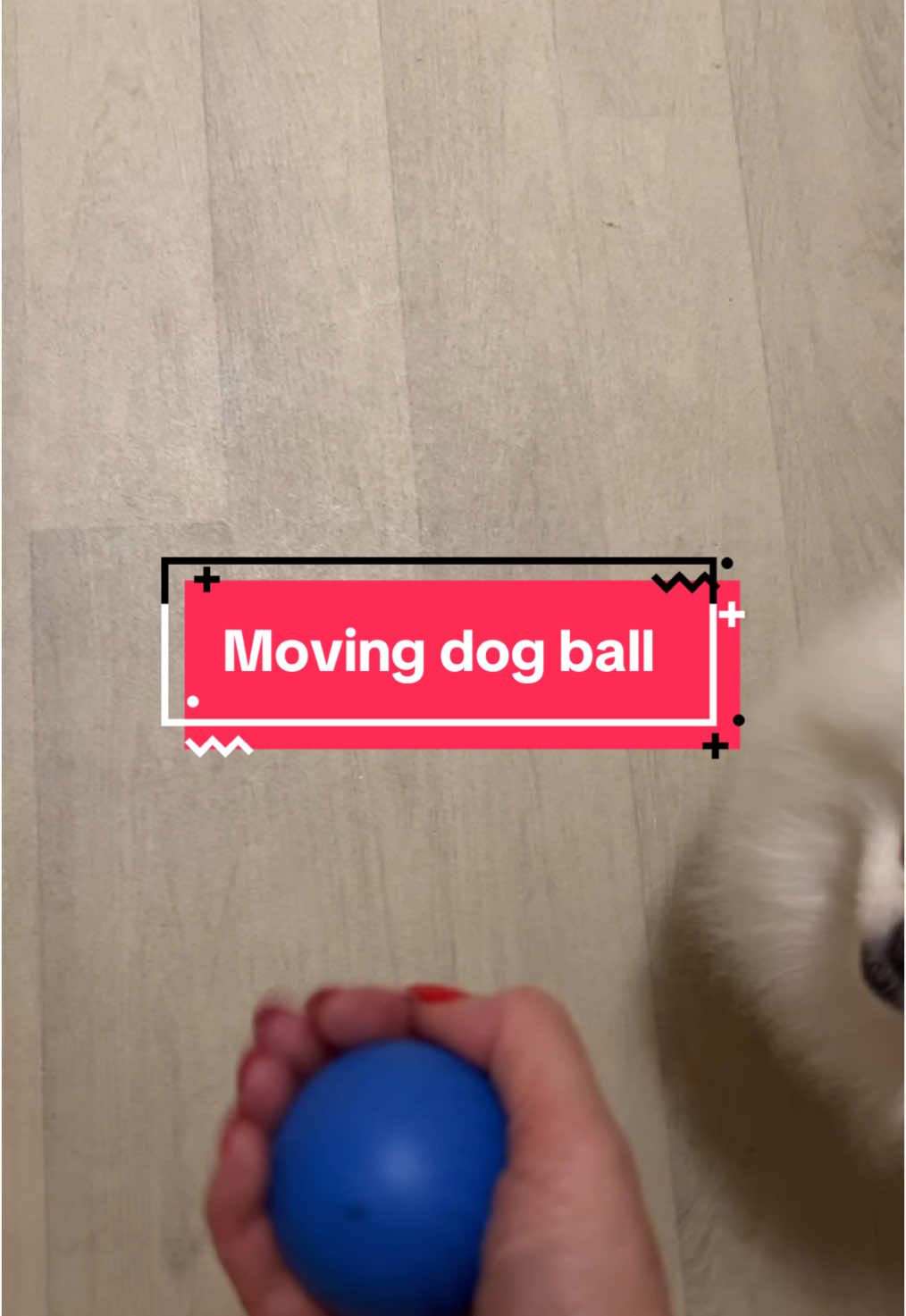 This is the best thing I have bought my dog, kept her entertained for ages and good exercise!! #dog #dogtoy #dogball #pomeranian 