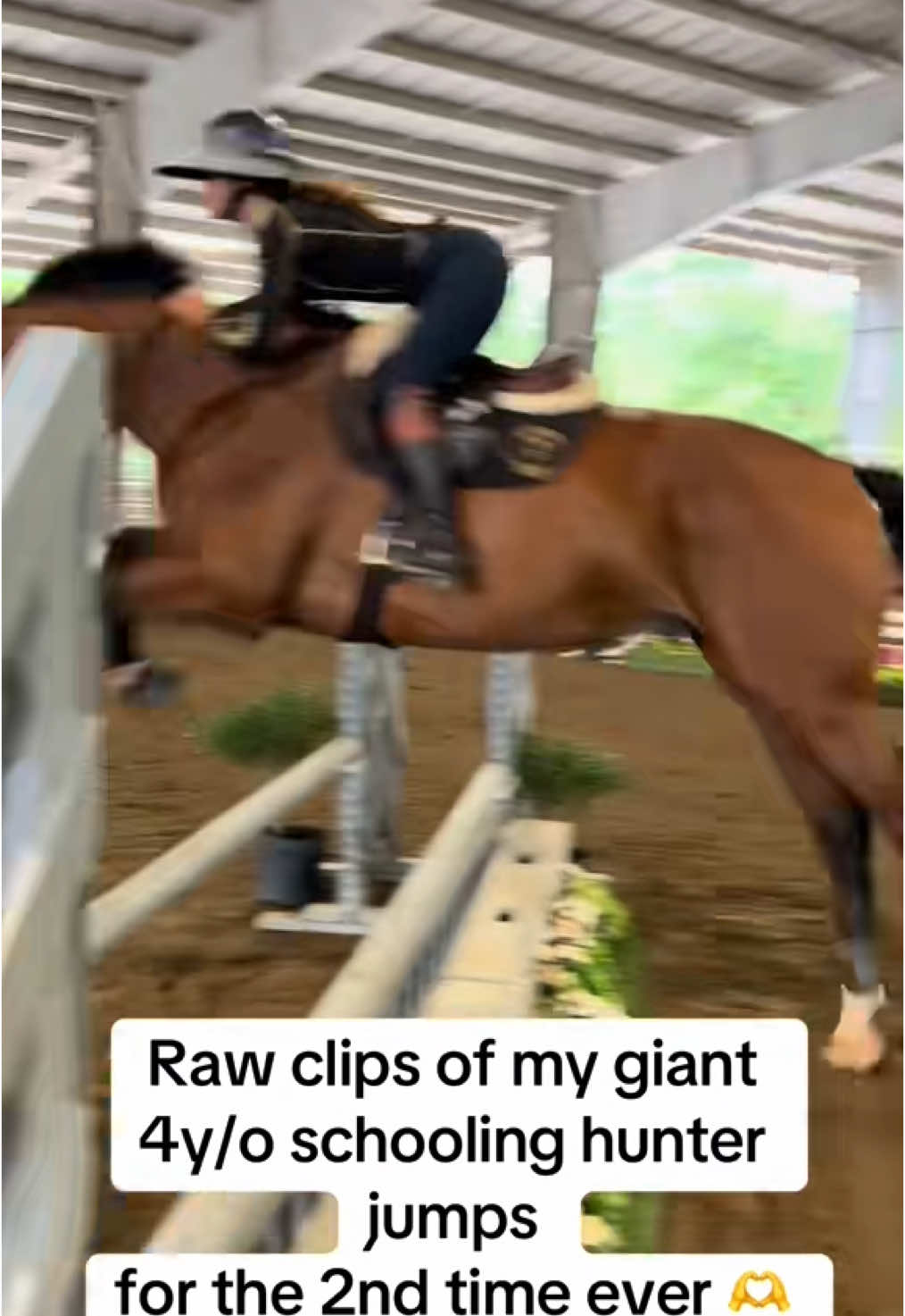 repost for all the new people here! ❤️ #fyppppppppppppppppppppppp #fyp #fypシ゚viral #horse #horsetok #giant4yearold #giant4yearold #horsesoftiktok #viral #viraltiktok #equestrian 