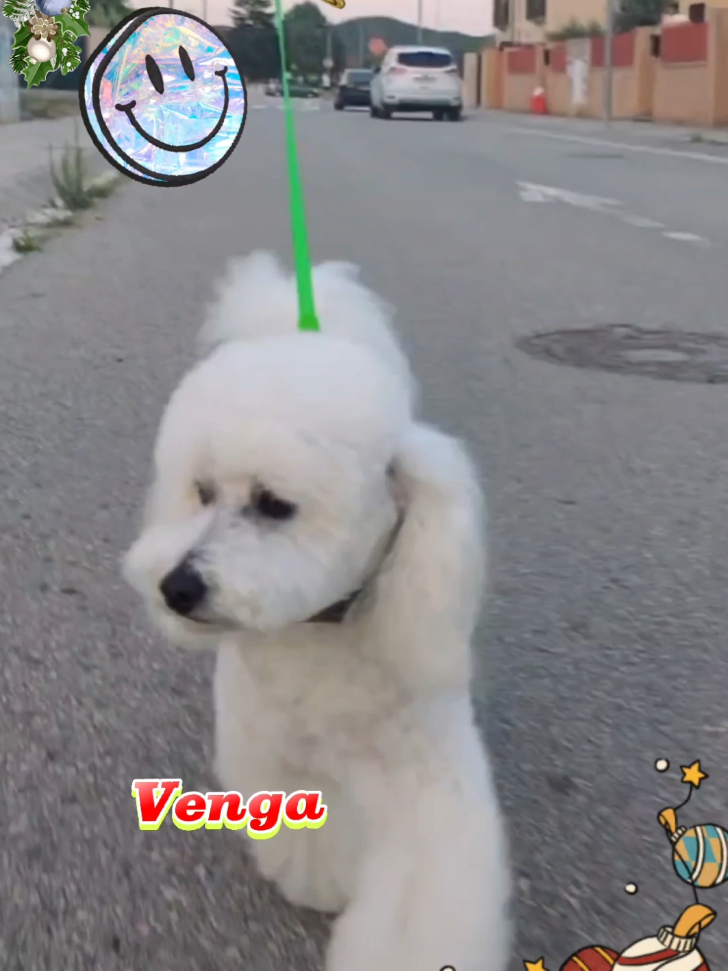 #CapCut #perros #villancicos #navidadperruna #familia #Navidad #canicheblanco #viral_video #humor #chiste 