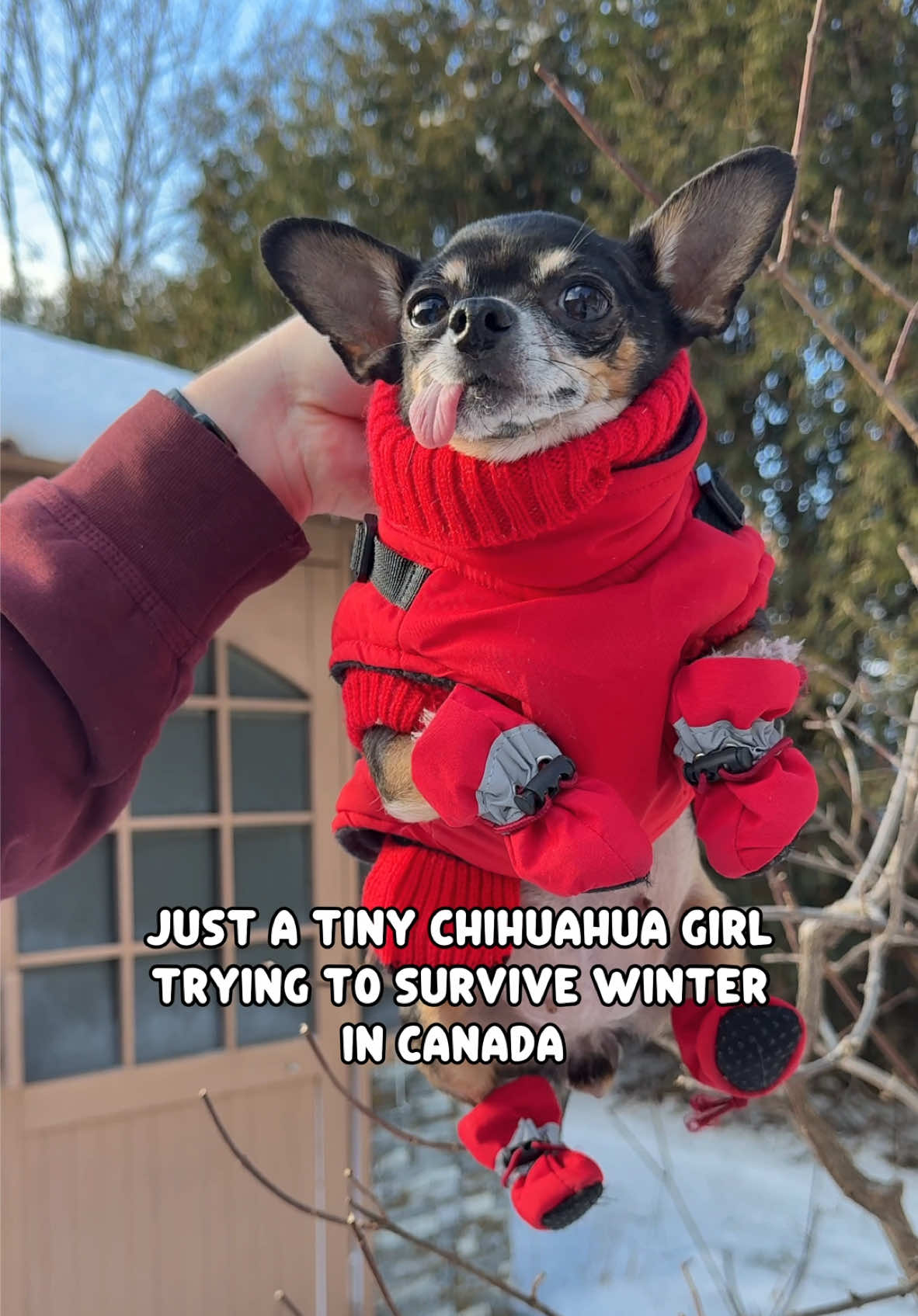 Can you relate? 😅 It’s tough out here for tiny chihuahua Maya 🥶 It takes longer to get dressed than spending time outdoors rushing back inside! 💨😆 #chihuahuastiktok #funnydogsoftiktok #chihuahua #chihuahualife #foryou #fyp 