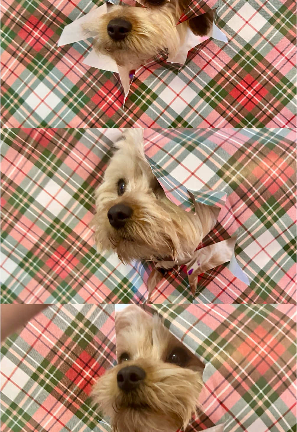 this took a few tries and a lot of treats! 🎄#christmas #christmasphotoshoot #dogphotoshoot #puppy #puppylove #puppytiktok #doggo #dogsoftiktok #doglover #pet #pets #fypage #foryou #foryoupage #yorkie #yorkiesoftiktok #chihuahua #poodle #fypシ゚