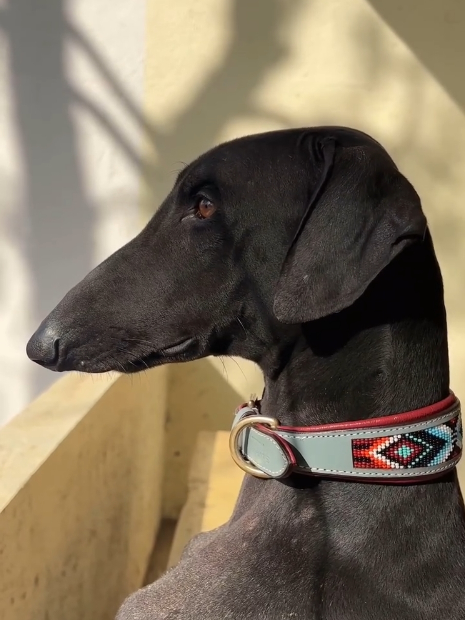 #greyhoundrescue #greyhoundsofinstagram #greyhoundlove #lovemygreyhound #blackgreyhound #greyhoundsaluki #adoptagreyhound #greyhoundsmakegreatpets #salukisofinstagram #salukirescue #salukilove #salukicross #salukigreyhound #lurcherrescue #sighthoundsofinstagram #dogsofcanada  #rescuednotretired #adoptdontshop #rescuebreed #dogsofvancouverbc #vancouverdogs  #onlylongdoggos #bestdogsever #mydogsthebestdog #dogmom #dogphotography #lovemydogs #rescuedogsofinstagram 