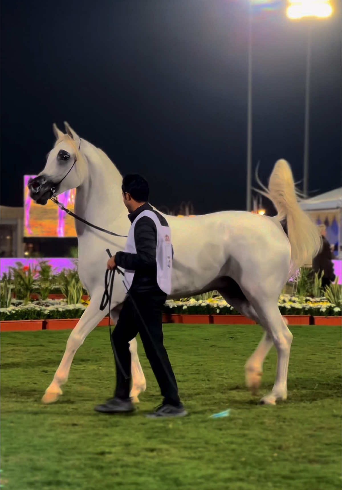 ماشاءالله تبارك الرحمن 🤍. #العرض_الدولي_السابع_لجمال_الخيل #الرياض #خيل_وخياله🐎 