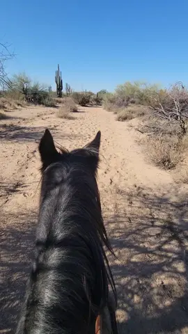My sanctuary, my happy place, my church. #wildandfree ##gypsysoul  #roanypony #desertlife #cavecreekaz