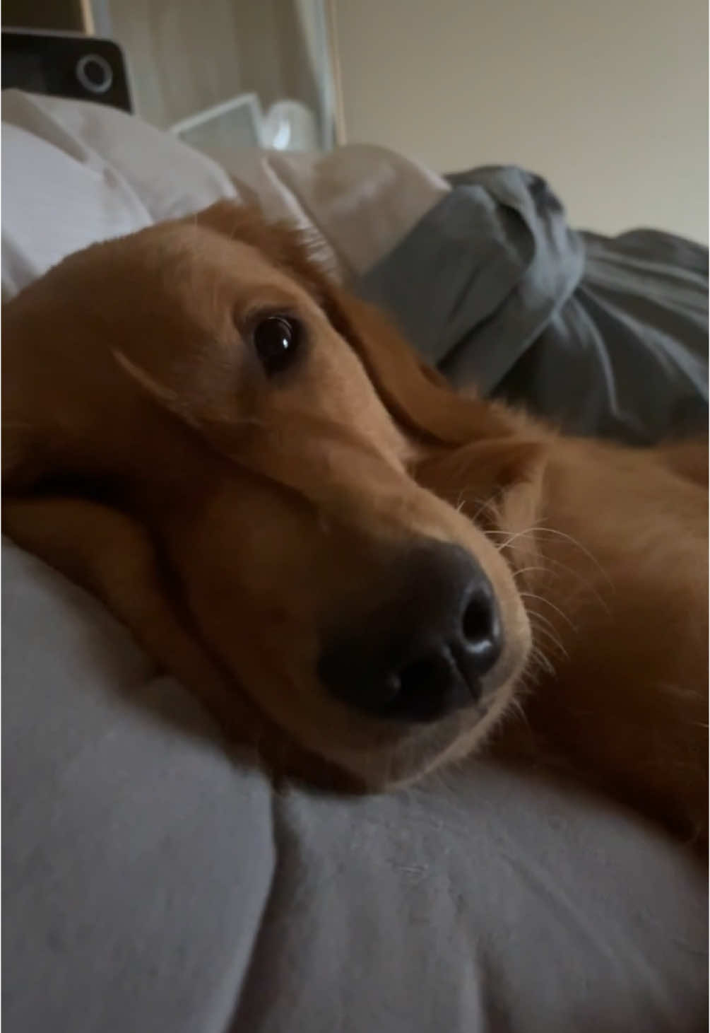 Moose says goodmorning #goldenretriever #sleep #funny #goldenretrieversoftiktok #cute #puppy #awkward 