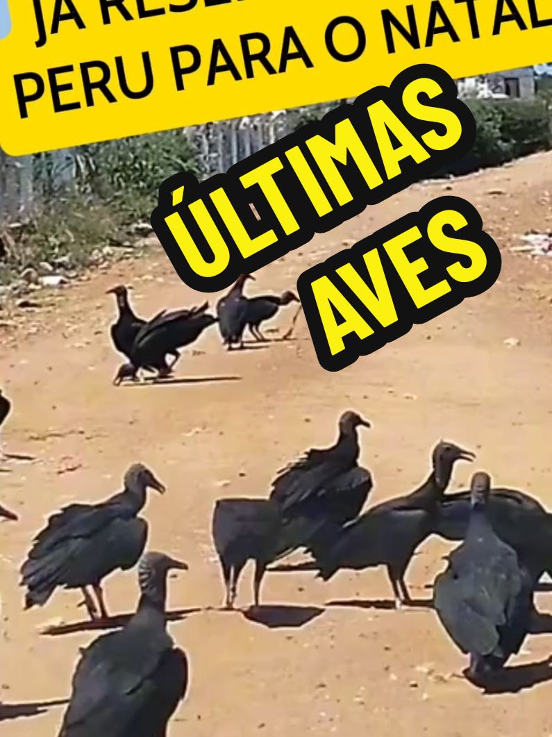 #natal #aves #papainoel #zoeira 