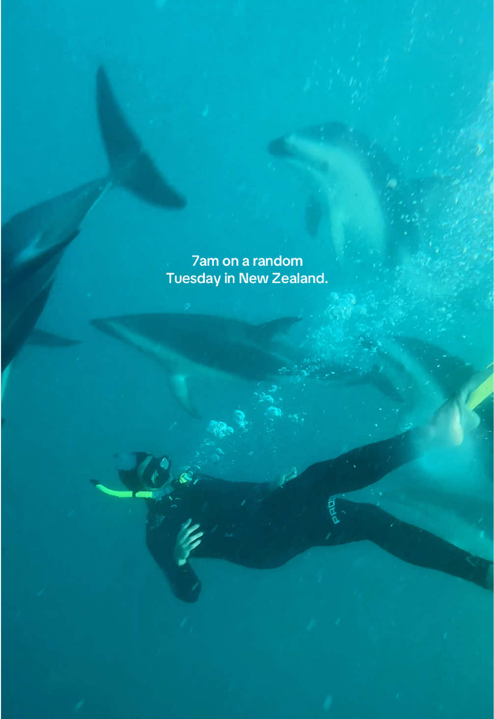 @New Zealand, hundreds of dusky dolphins & that beautiful mountain backdrop. It doesn’t get better. 😍 An unforgettable experience in Kaikōura - a lesser visited gem on New Zealand’s south island.  #IfYouSeekNZ #NZMustDo #NZBucketlist #collab #Kaikoura #travelNewZealand 