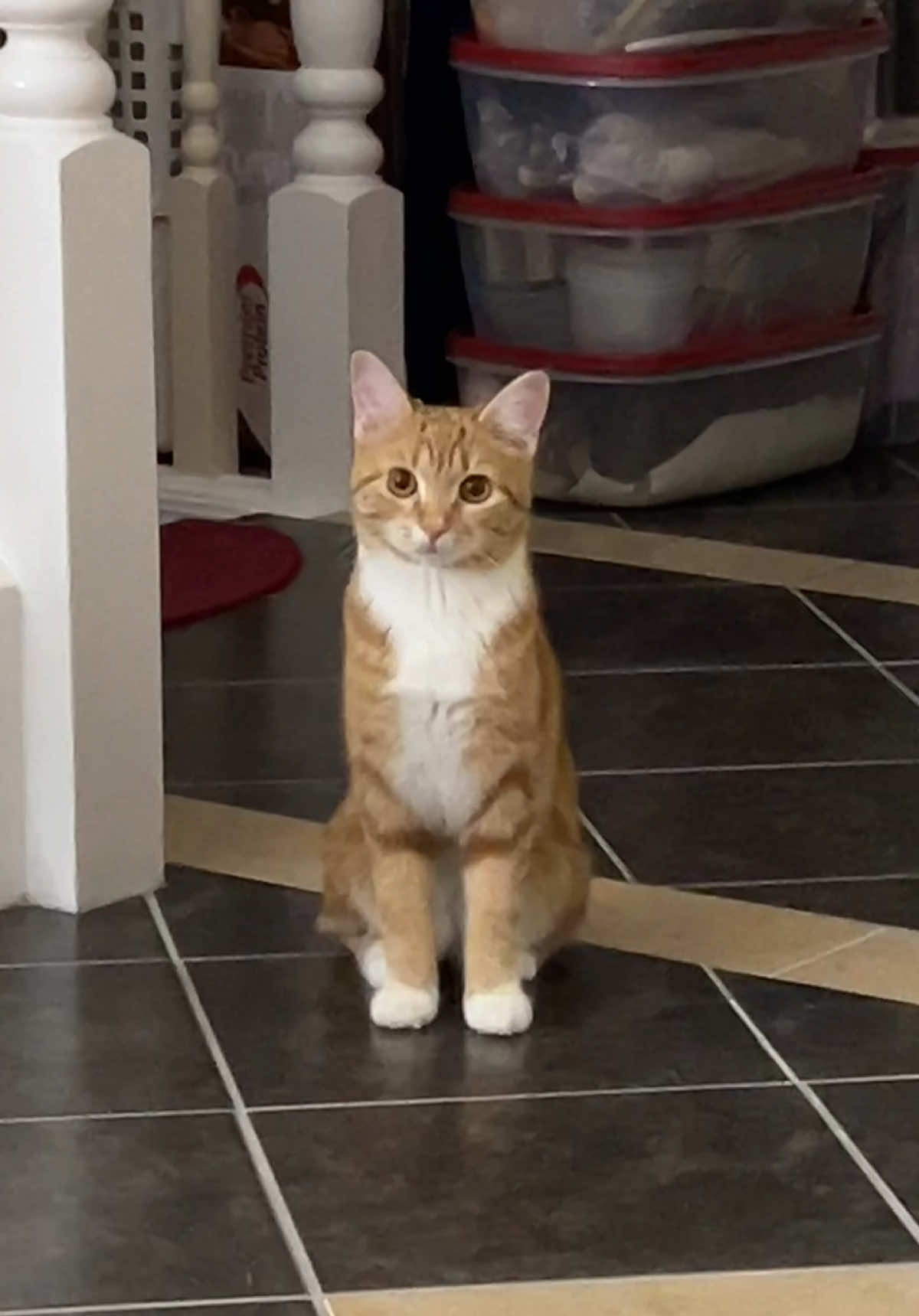 Very cute, yes. But is she plotting world domination? 🍊🐱 #cat #catsoftiktok #catlover #cattok #orangecat