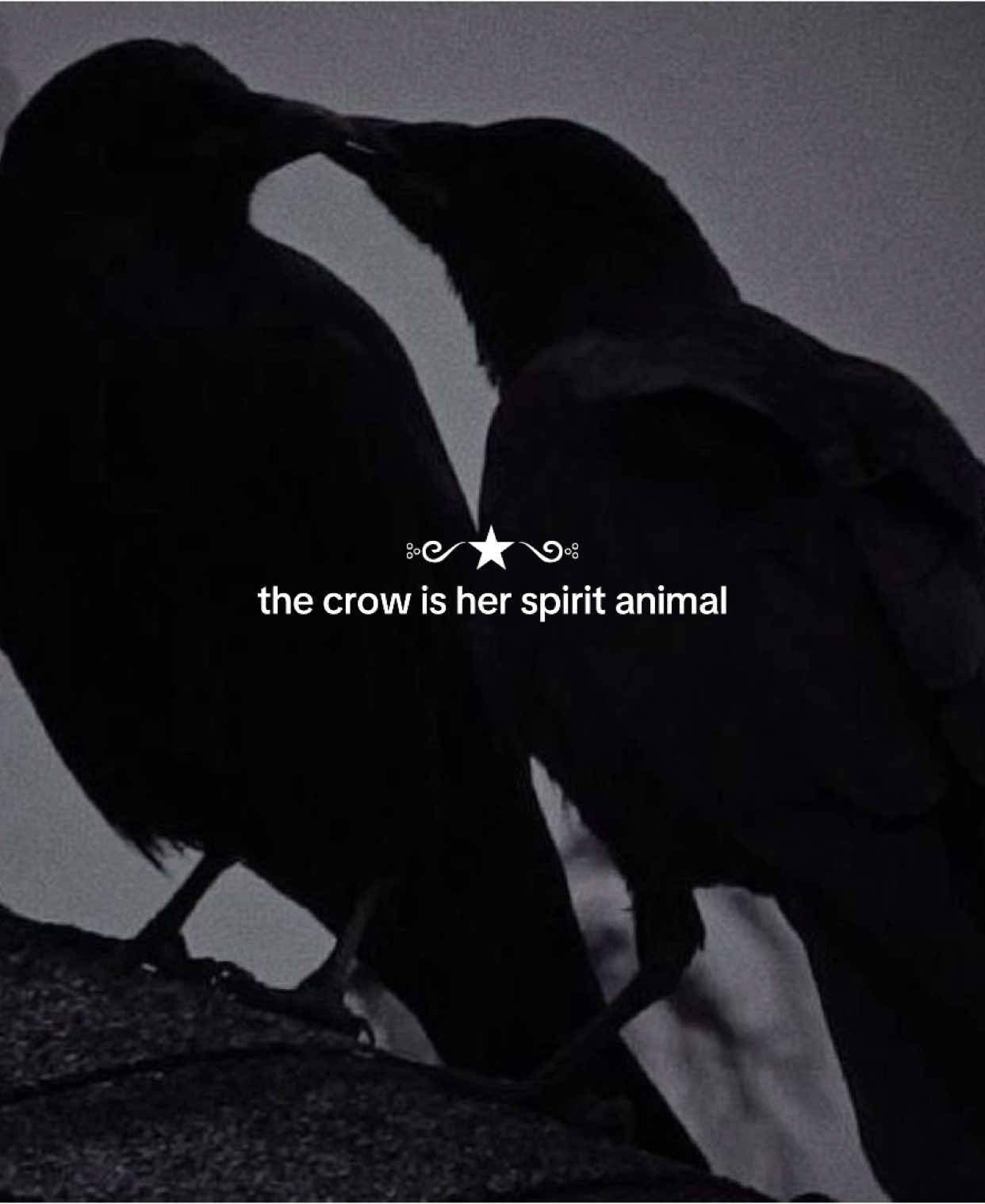 yall are incredibly cool #crow #aesthetic #darkaesthetic #gothic #pinterestaesthetic #pinterest #thecrow #moodboardaesthetic #spiritanimal #moodboard #crowaesthetic #requested #fyp 