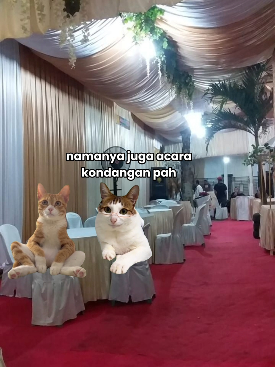 Lengah dikit nyawer biduan Episode 5 || meme kucing lucu #fyp #memekucing 