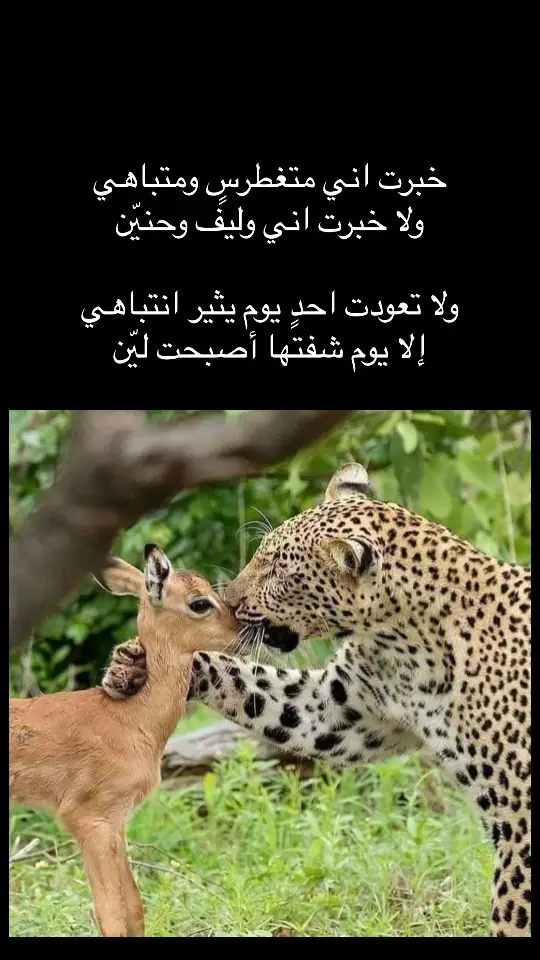 #شعر #قصيد 