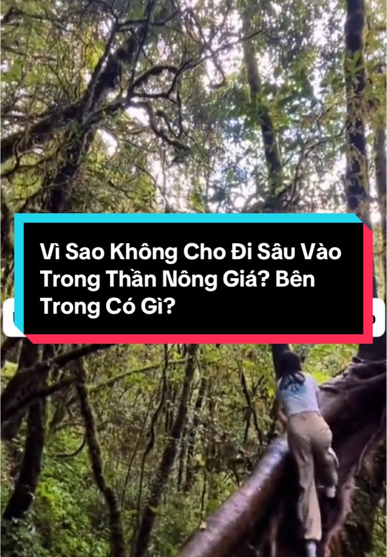 Vì Sao Không Cho Đi Sâu Vào Trong Thần Nông Giá? Bên Trong Có Gì? #xuhuongtiktok #trending #canhdepthiennhien #beautiful #khampha #bian 