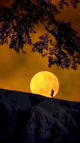 Romantic Music_💫 #scenery #nature #views #fyp #foryou #romanticsong #romantico #relaxmusic #creator #capcut #landscape #beautifullife #nicesong #missyou #foryoupage 